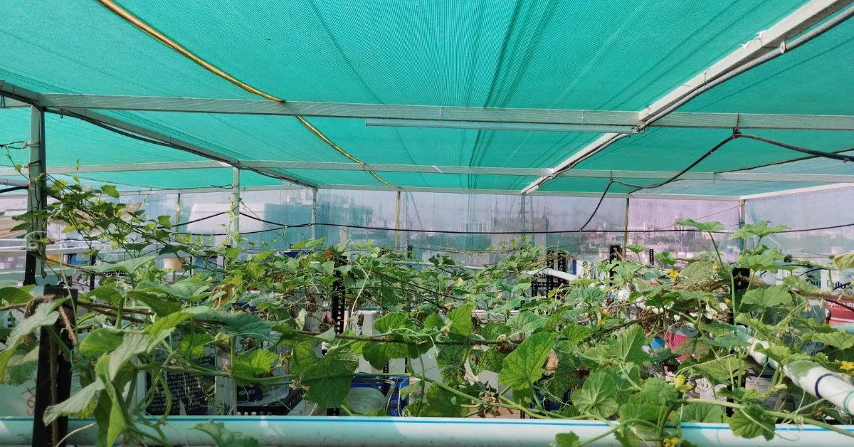 Shashank Dubey Aquaponics Vadodara