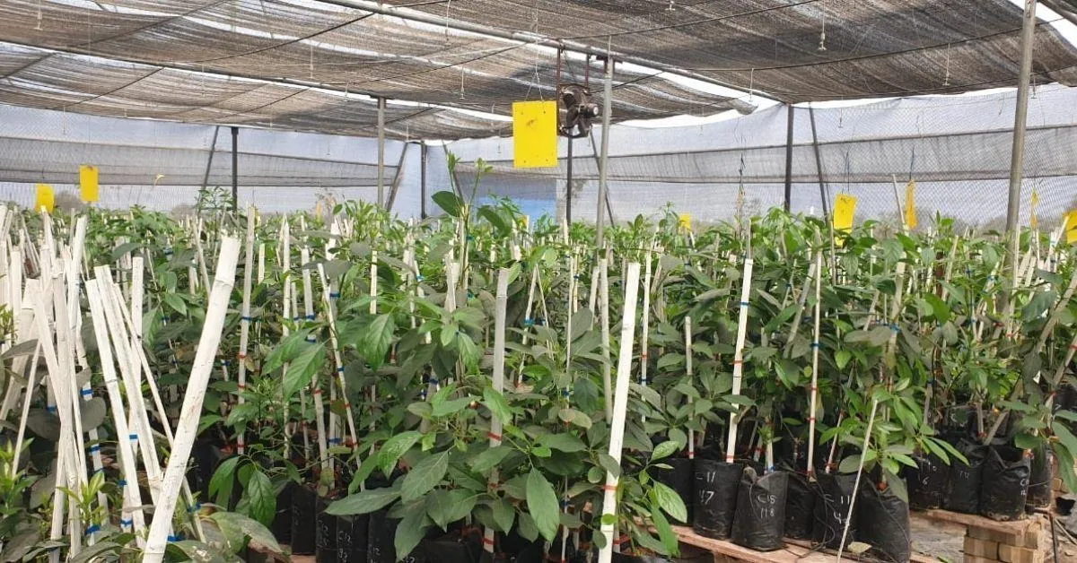 Bhopal Boy Powers Avocado Farming Revolution