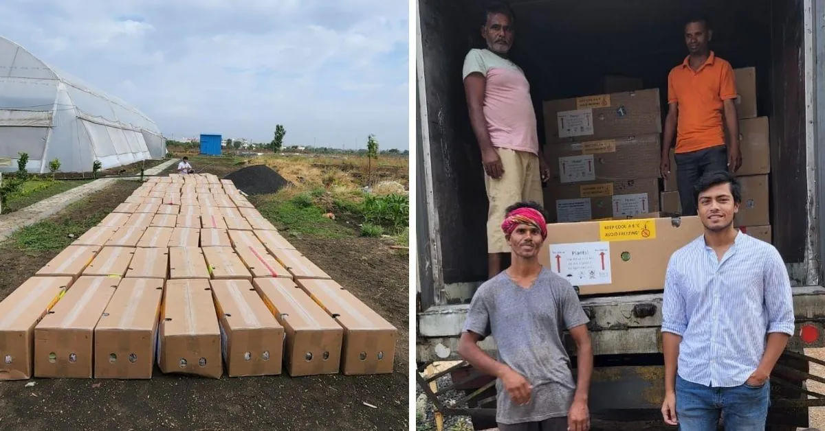 Bhopal Boy Powers Avocado Farming Revolution
